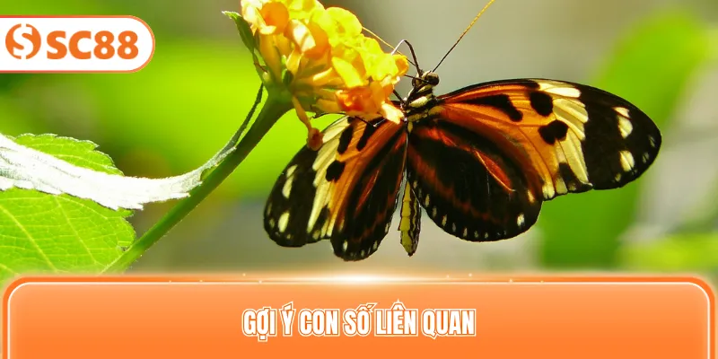 Gợi ý con số liên quan